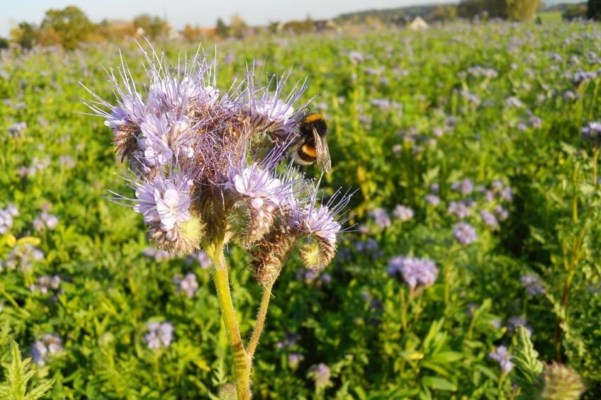 Apfelgarten - foto 36