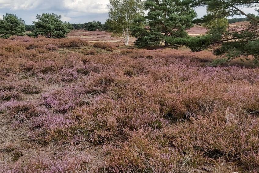 Wohnung in Jameln mit Garten, Grill und Terrasse - foto 34