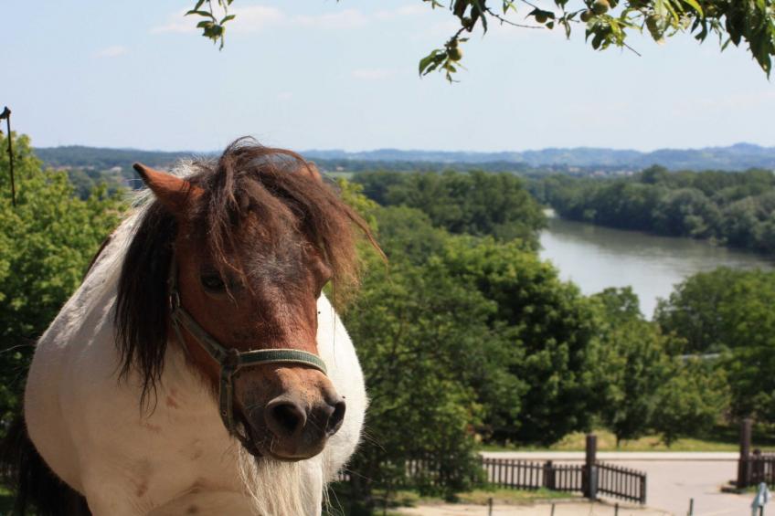 Zevnik Quiet Retreat with Stunning Views and Equestrian Activities - Triple Room with Private  Bathroom - foto 7