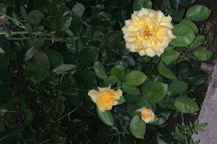 Wohnung in einer engen und ruhigen Anlage - foto 20