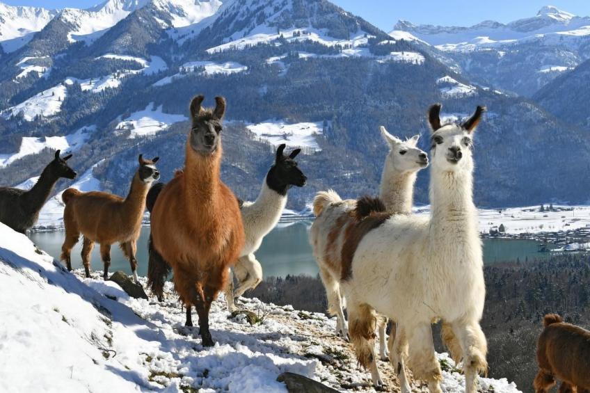 Holzhaus auf Lamahof - foto 48