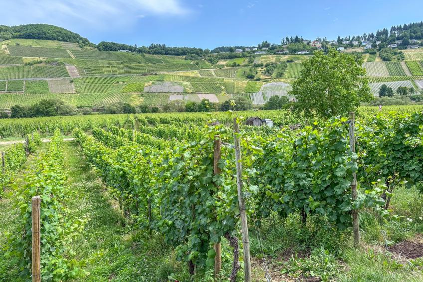 Weingut HermesLex - foto 25