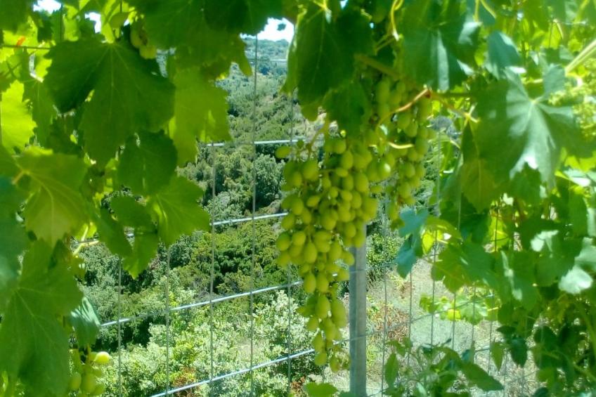 Villa Farangi entspannen.und genießen Sie völlig privat - foto 35