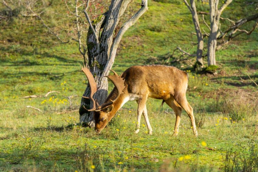 Bloem 'n Zee - foto 12