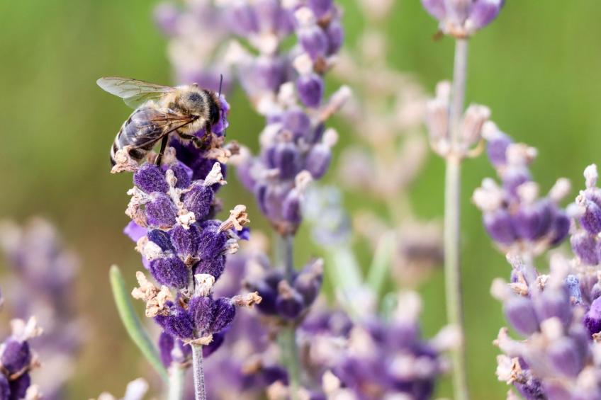 Villa Mi, Rukavac, Opatija Riviera - foto 53