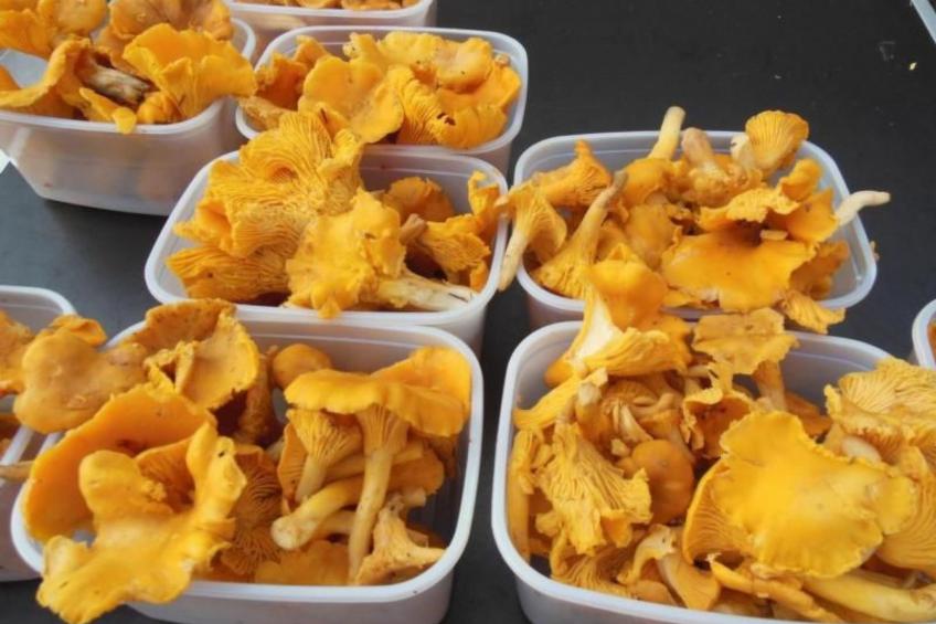 Villa Bullerbü - foto 28