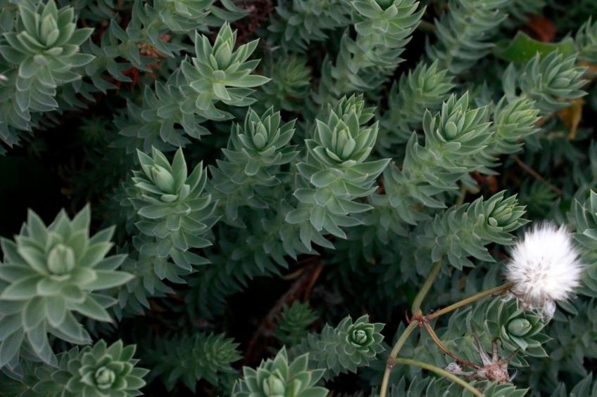 Stazzo mit Garten in Luogosanto - foto 40