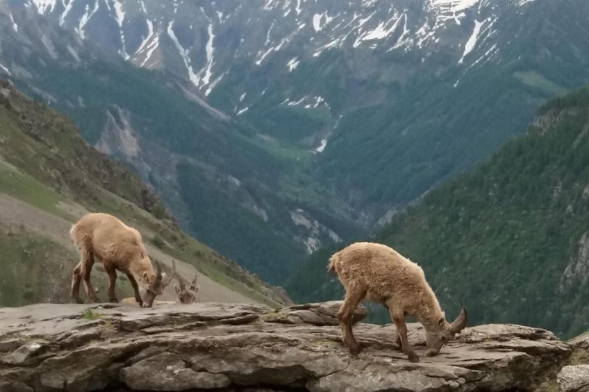 Urlaub in den Bergen - foto 19