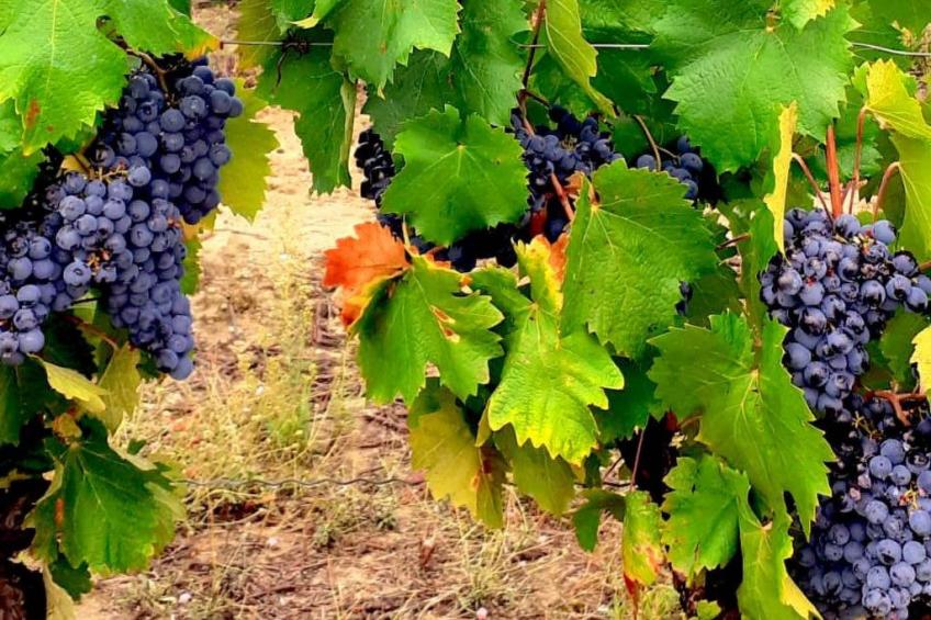 in La Livinière mit Großer Terrasse - foto 13