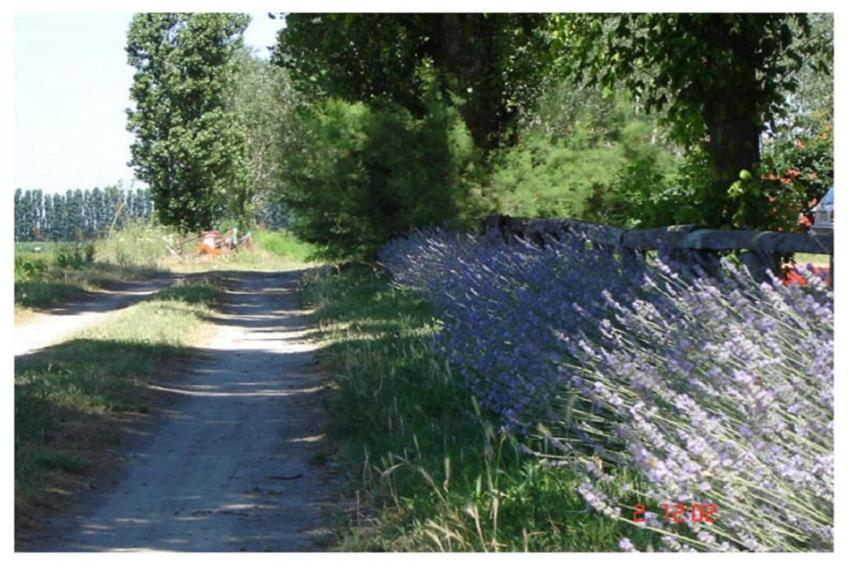 Oasi Bianca - foto 36