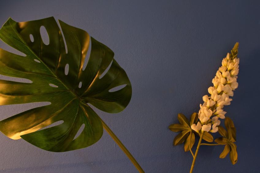 Monte Horizonte Casa Mimosa Öko und Natur - foto 4