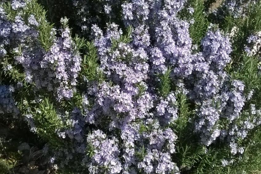 mit Blick auf das Wasser - foto 36