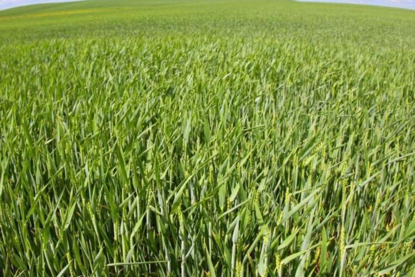 Studio Eagle - foto 16