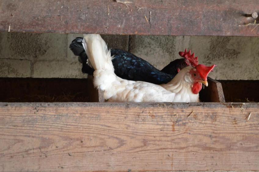 Bauernhof Gerber - foto 28