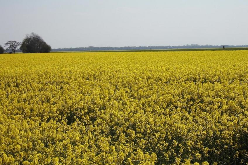 in Landschaftspolder mit Großem Garten - foto 26