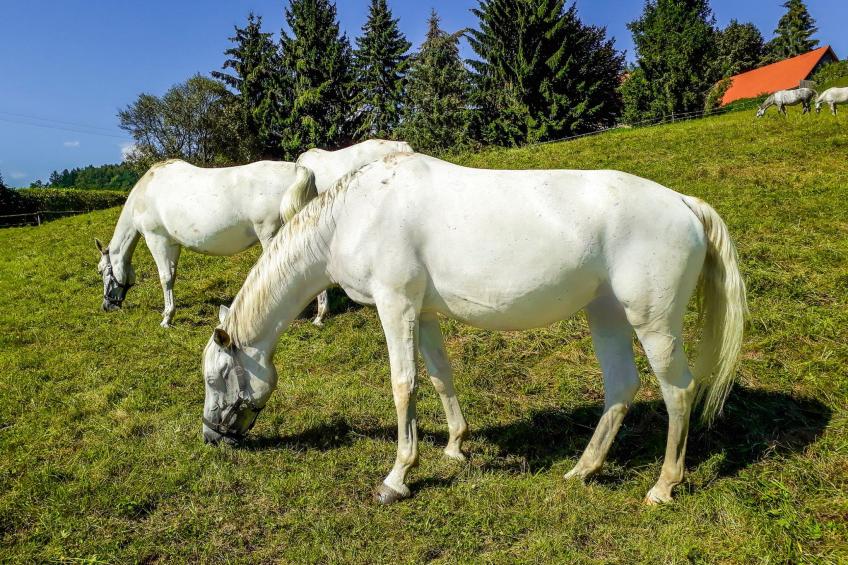 Exklusive Ferienwohnung in Piber mit Grill, Garten und Terrasse - foto 9