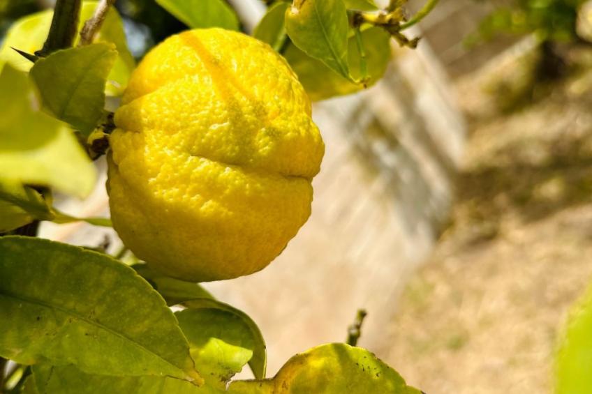 Tanjas Paradise - foto 20