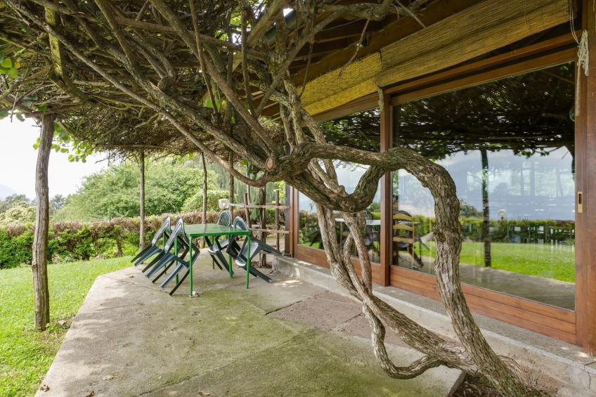 Rododendro - foto 20