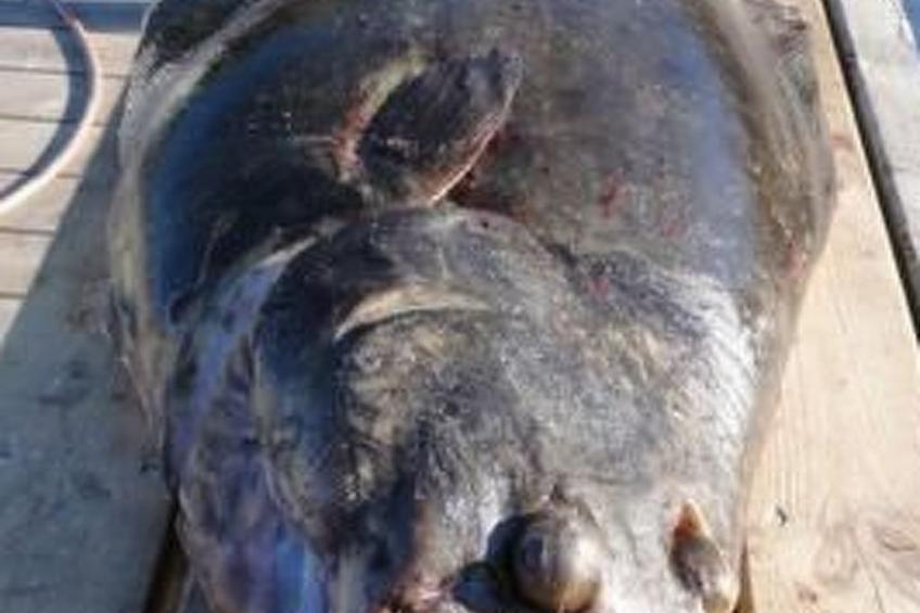 Meløy Naturopplevelser Tømmervik - foto 12