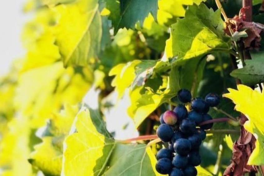 Chalet Mon Refuge St. Barbara, Leuk - foto 7