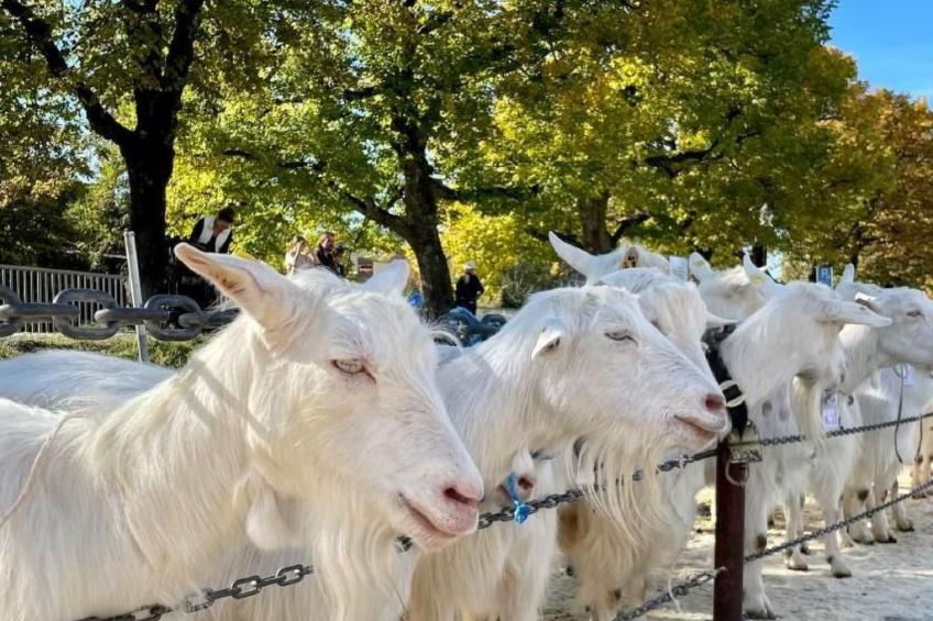 im Dorf Urnäsch - foto 38