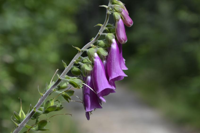 Panoramablick in Königstein - foto 33