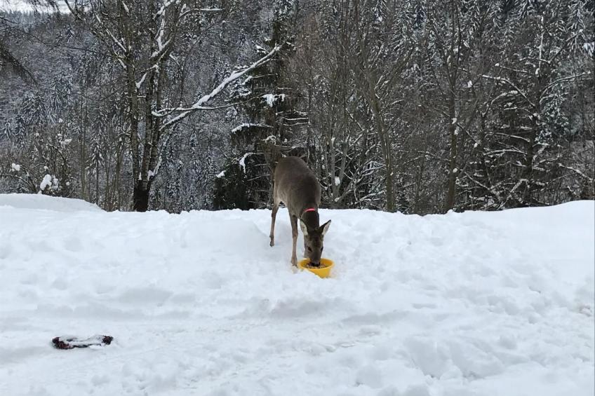 mit Blick auf die Berge - foto 26