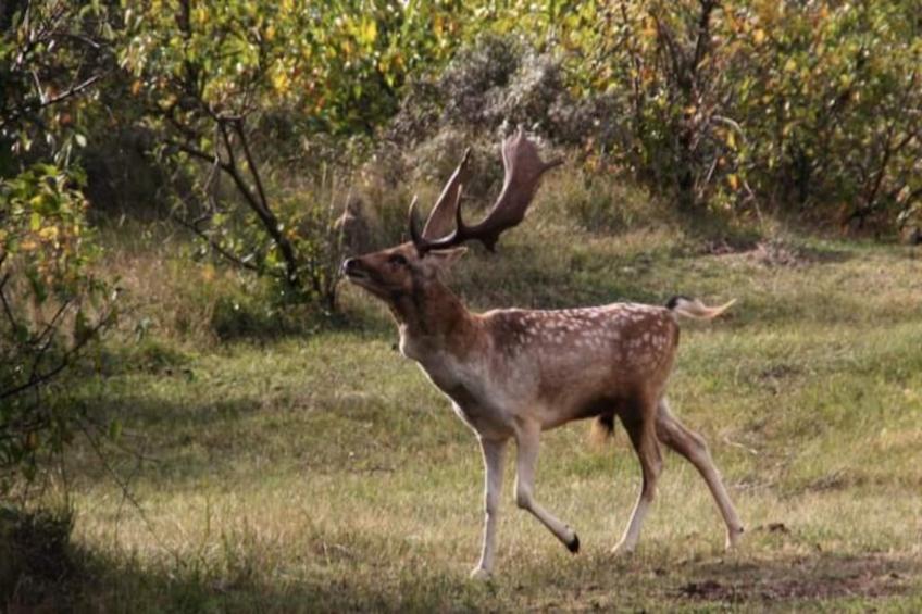 The Beach & Town Suite - foto 29