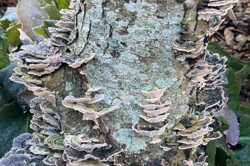 Ruhige Wohnung in Risum mit Garten und Terrasse - foto 32