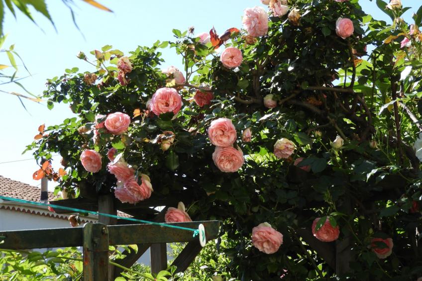 Wohnung "Les roses" auf einem eingemauerten Grundstück - foto 30