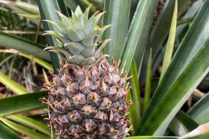 Familienfreundliche Villa nahe der Disney-Parks - foto 38