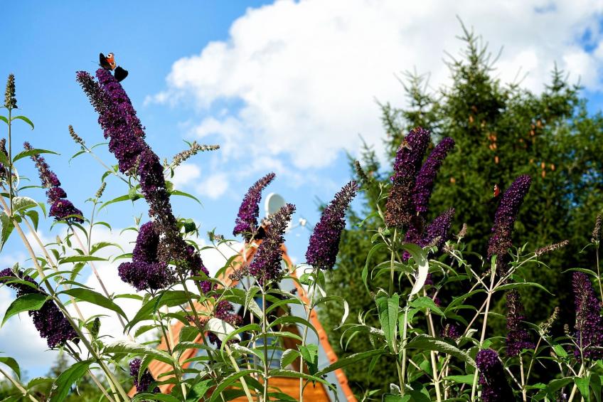 in Waldkirchen mit Garten und Seeblick - foto 12