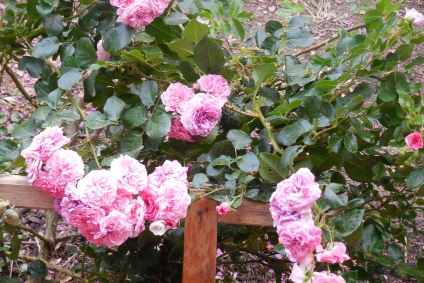 Behagliches Ferienhaus mit Garten inmitten eines - foto 14