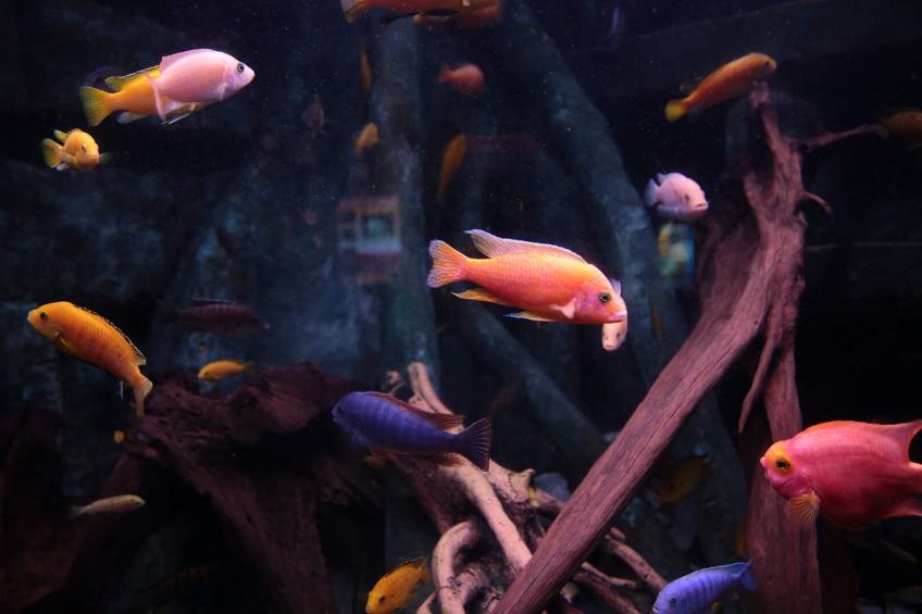 Dingle Bay View (TR2) - foto 6