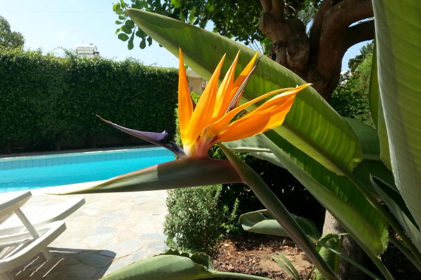 Kissonerga Apartment - foto 26