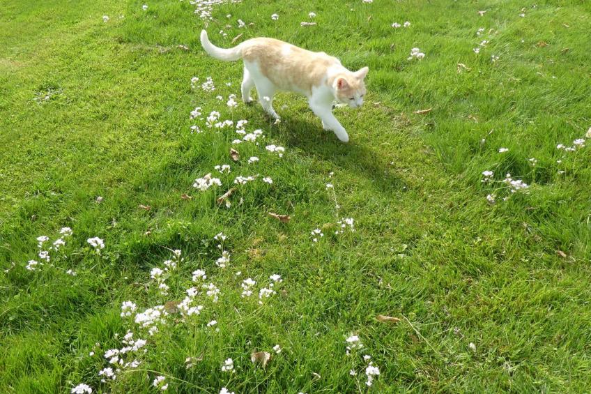 Urlaub Zirkuswagen - foto 12