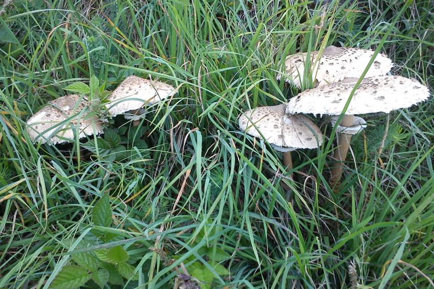 Tschlin Chasa La Resgia, (Tschlin) - foto 39
