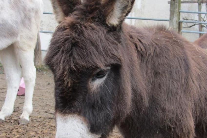 Tieroase Grünegg - foto 25