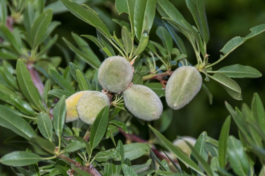 pin parasol - foto 47