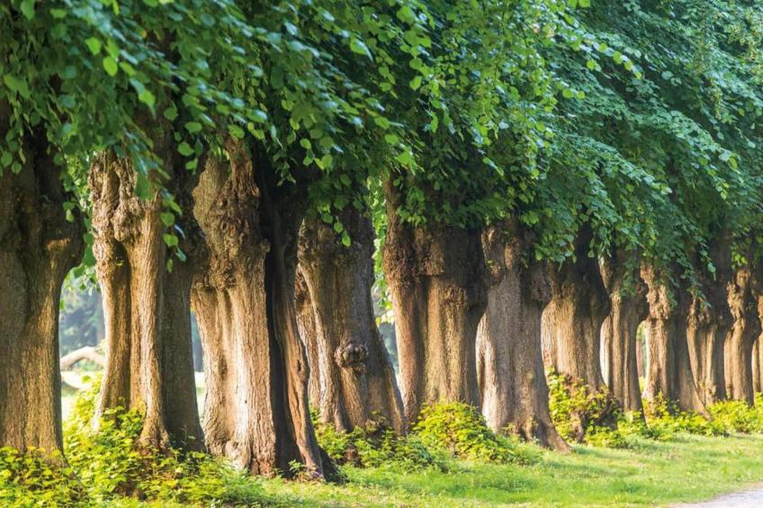 Strandnahe Finnhütte - foto 32