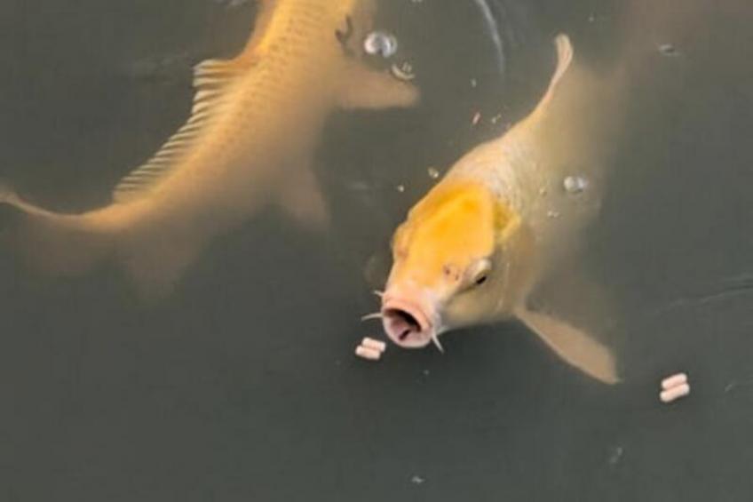 Lodge Sur L'eau En Dordogne - foto 18