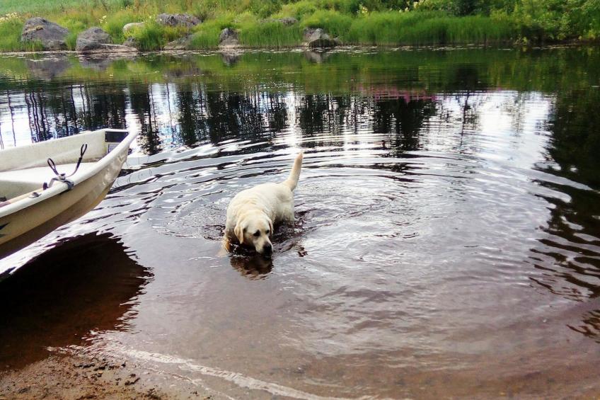 Sillankorva - foto 22