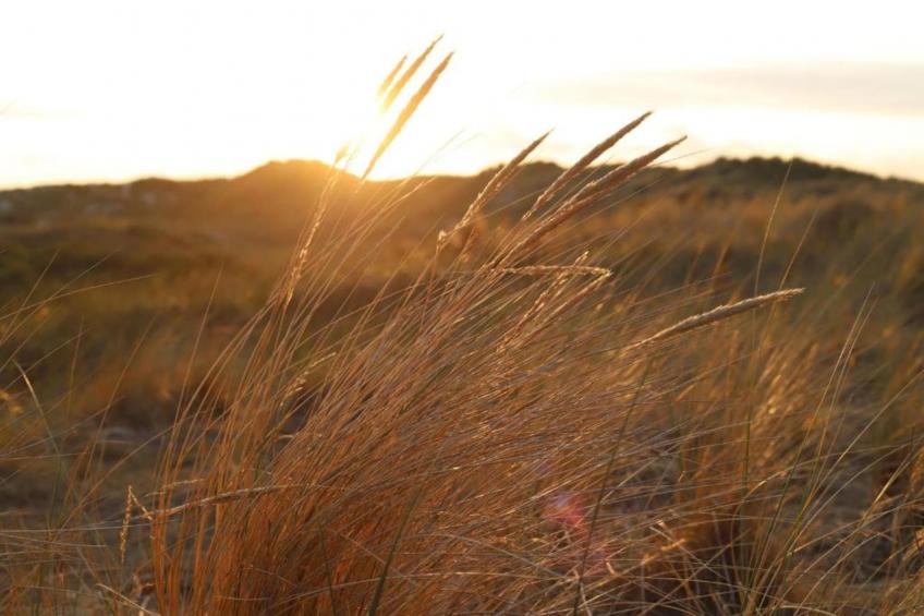 Duindroom op Terschelling - foto 36