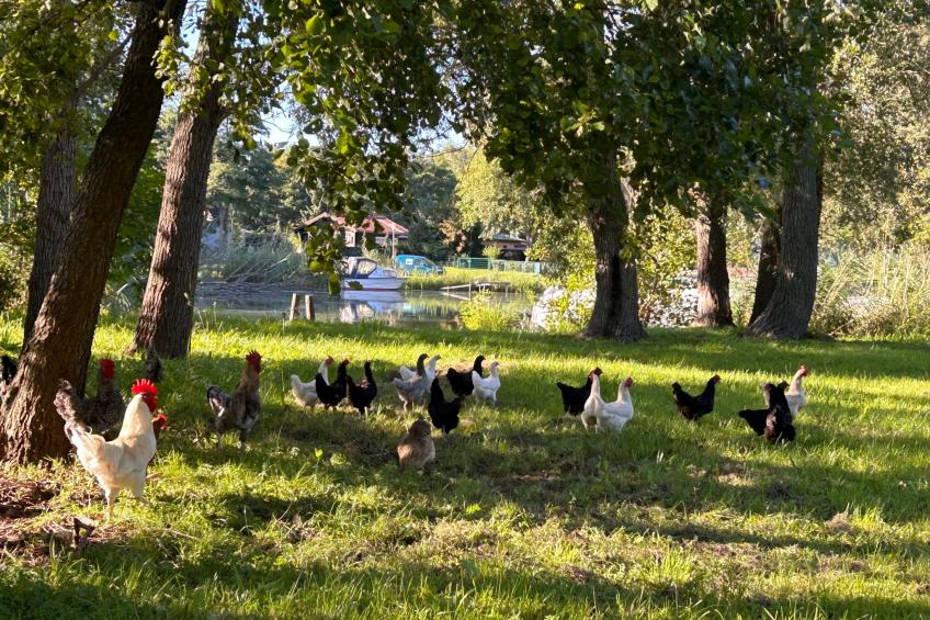 am Schwielochsee - foto 11