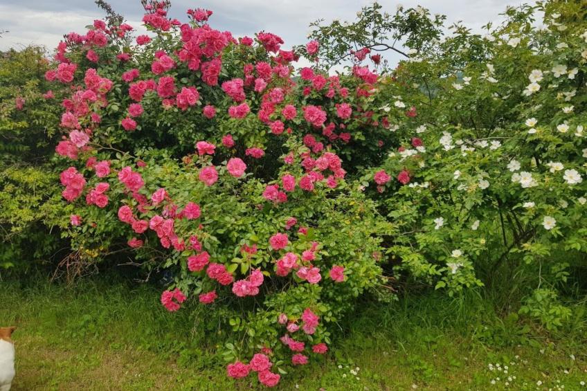 Charmante Ferienwohnung La Martinelle - foto 26