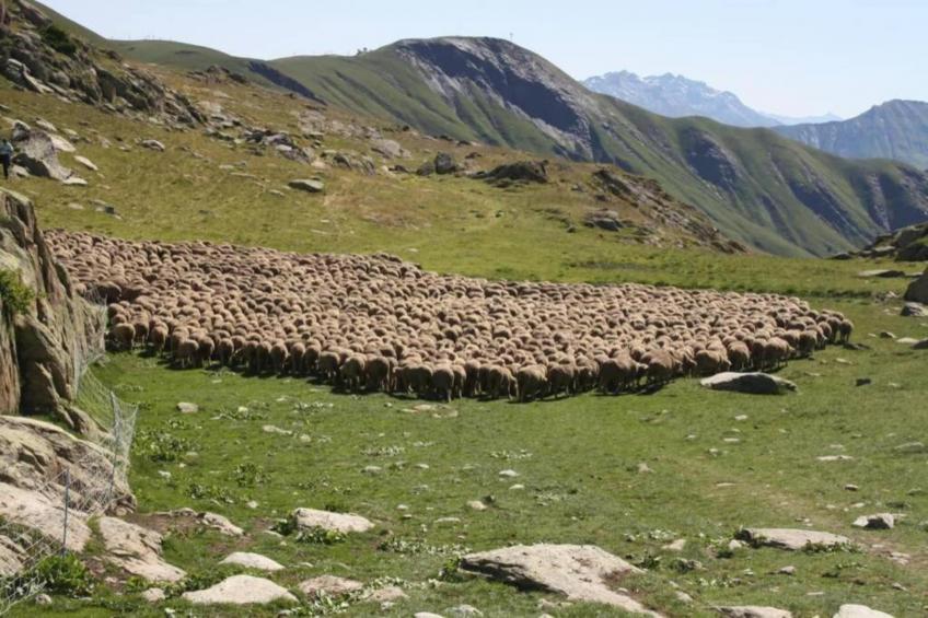 Les Marmottes N°38 - 2P4 - foto 24