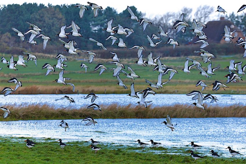 Semi-detached houses, Oldsum auf Föhr - Type A - foto 22