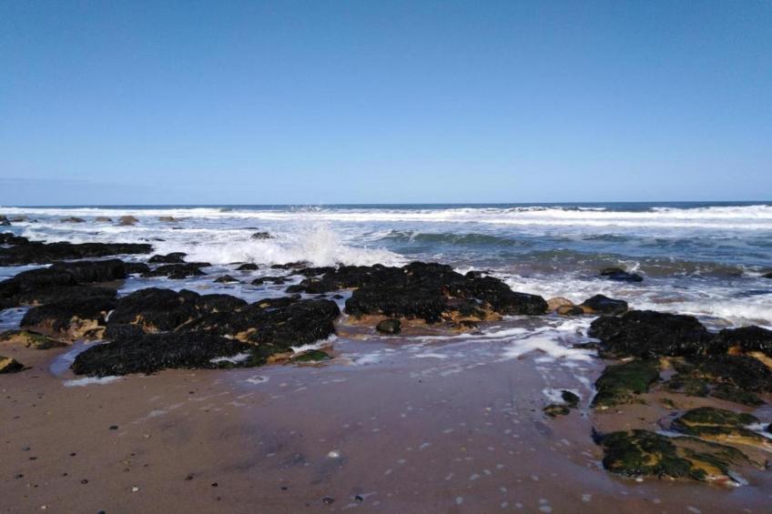 Oystercatcher - foto 24