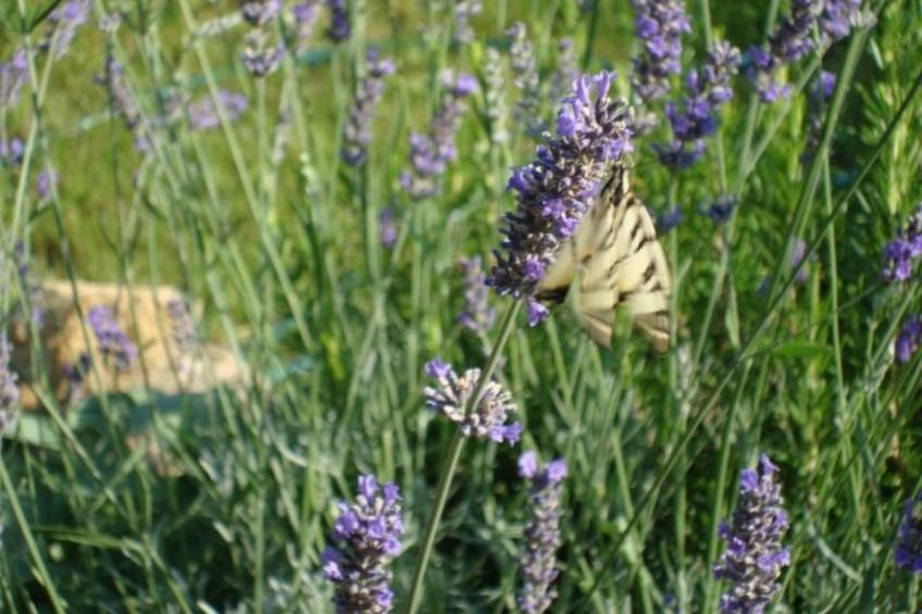 Die Scheune von Penelope - foto 11