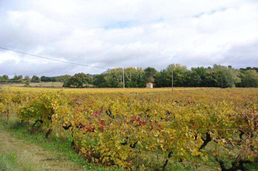 Entre Lubéron et Avignon - foto 41